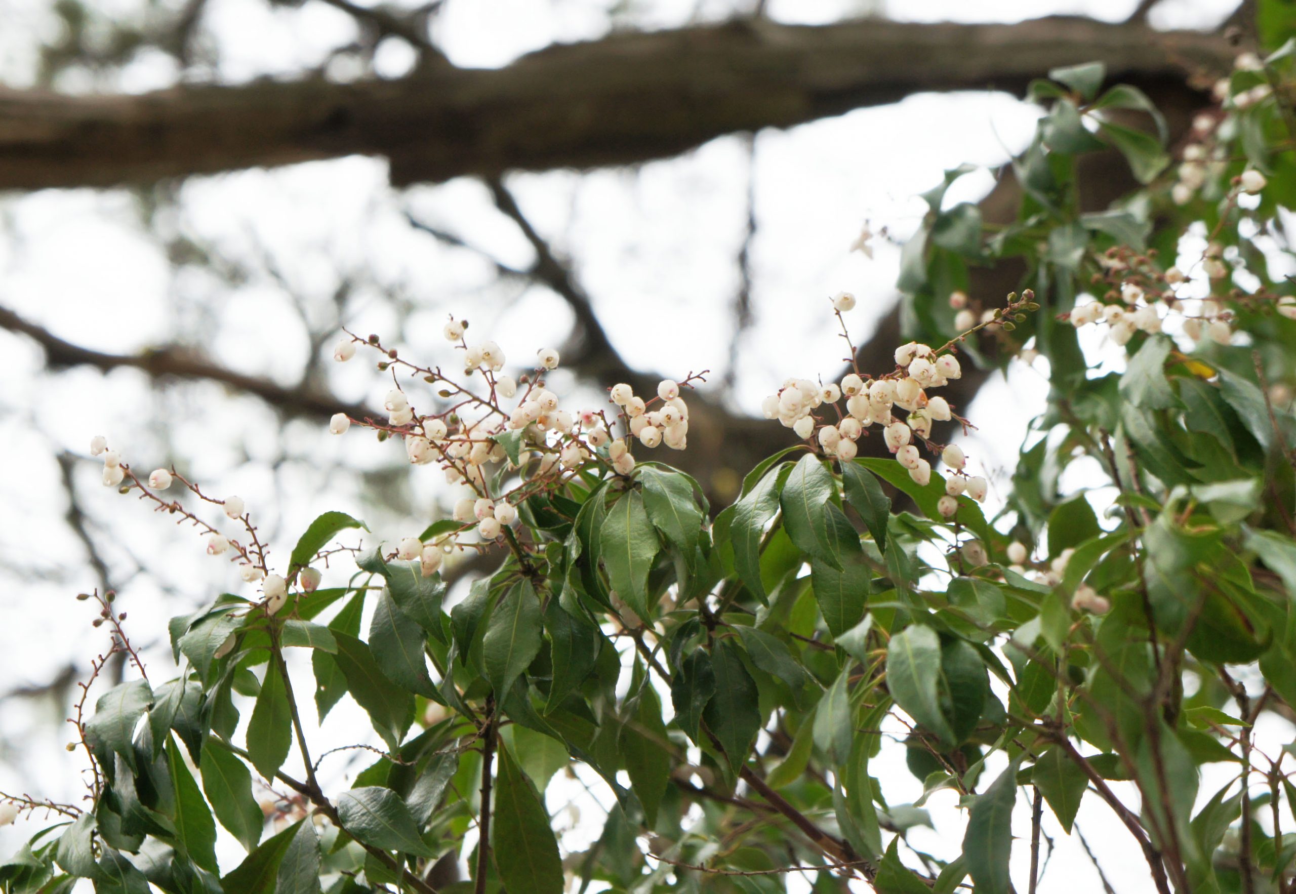 根の上高原　恵那山荘