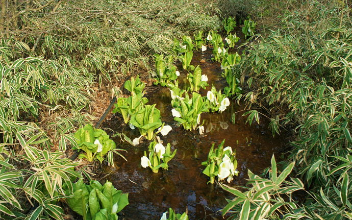根の上高原水芭蕉