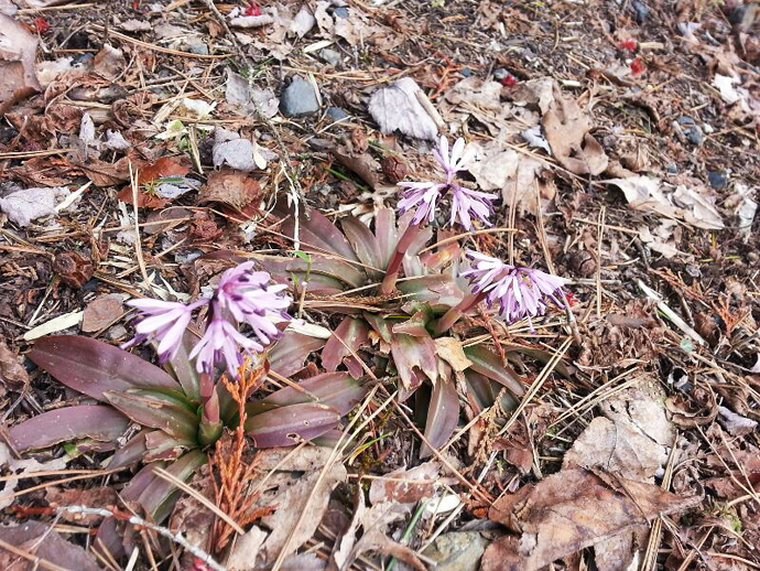 根の上高原　恵那山荘