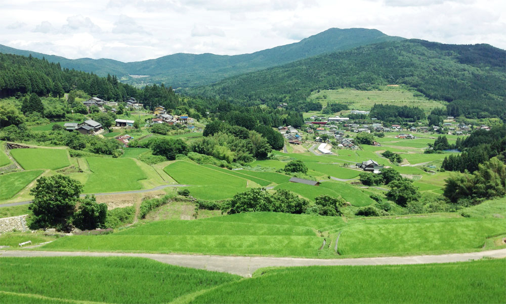 坂折棚田