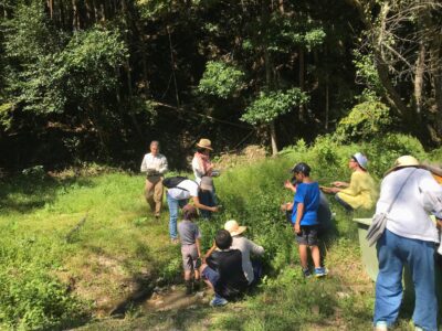 【なつみの里】山里には、食べられる野草がいっぱい！