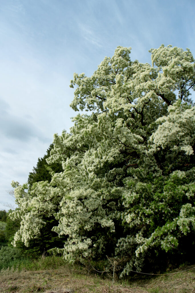 長瀞ヒトツバタゴ自生地