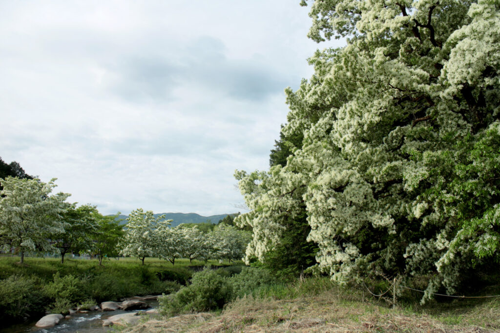 長瀞ヒトツバタゴ自生地