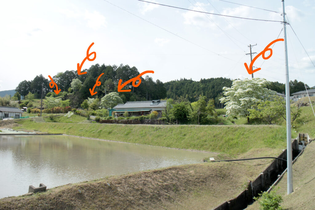 蛭川のヒトツバタゴ