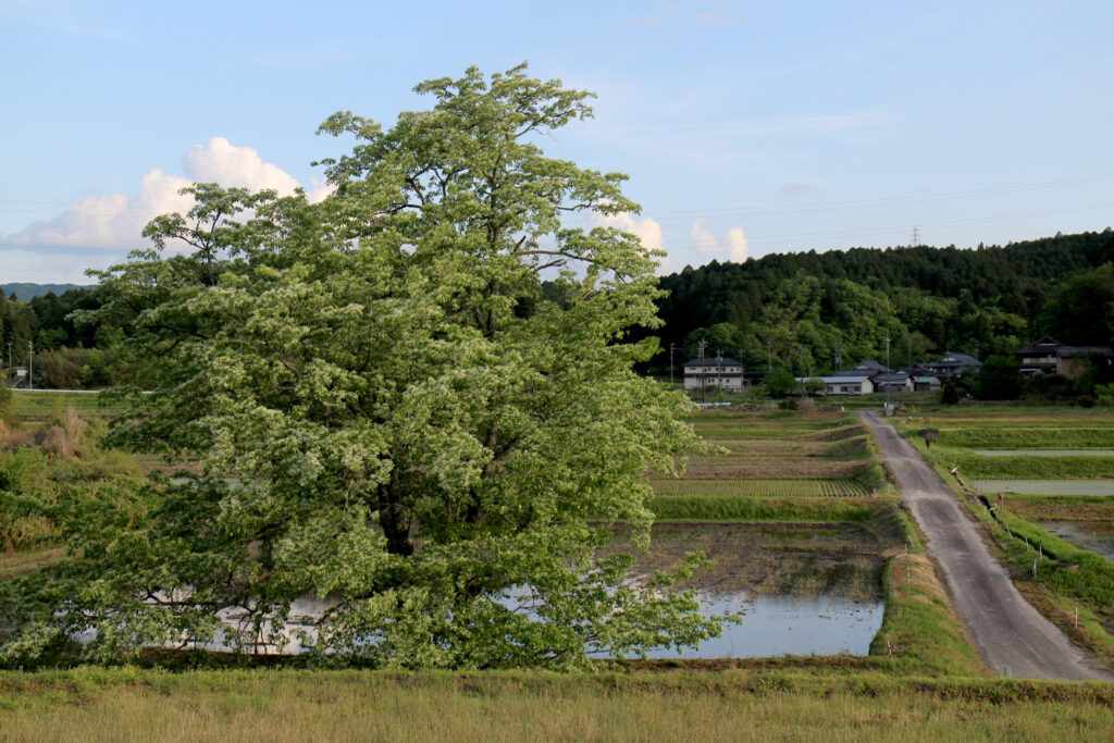 恵那ヒトツバタゴ