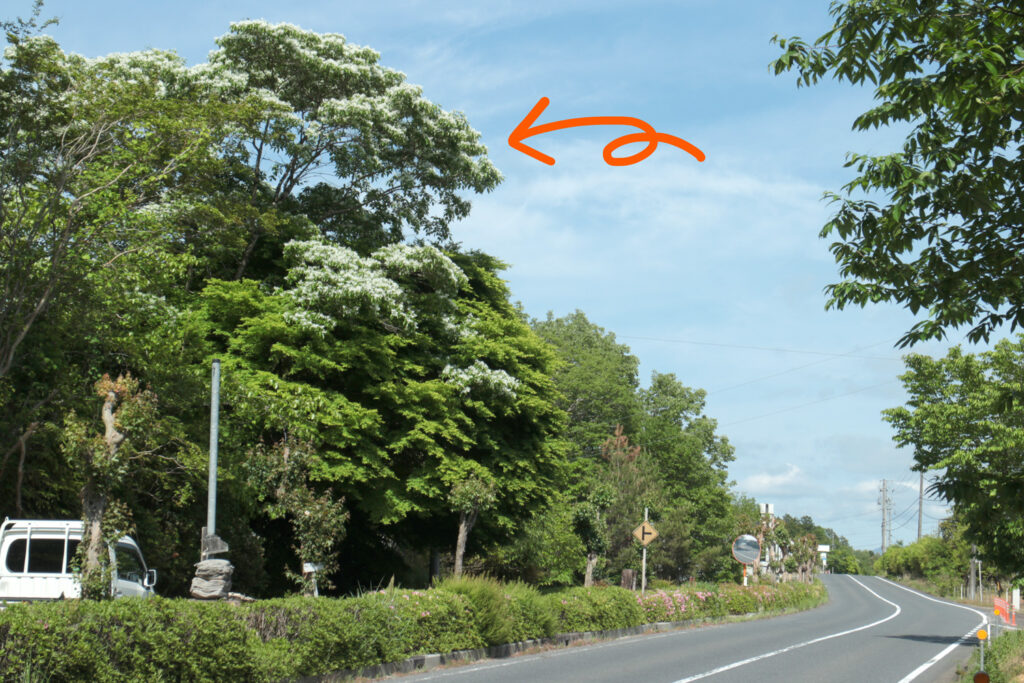 蛭川のヒトツバタゴ