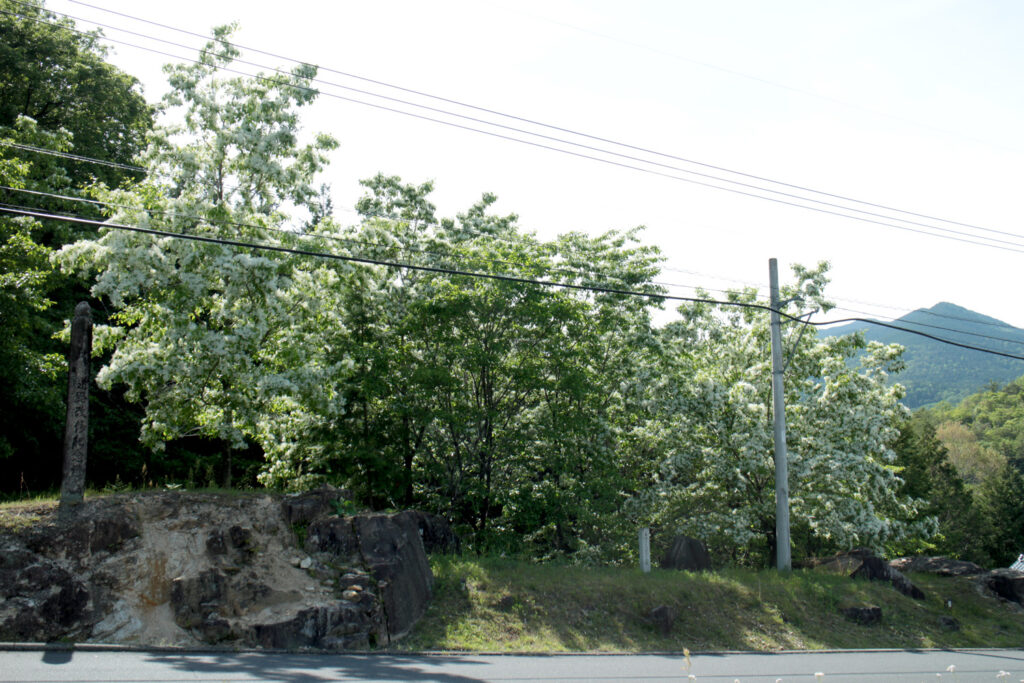 蛭川のヒトツバタゴ