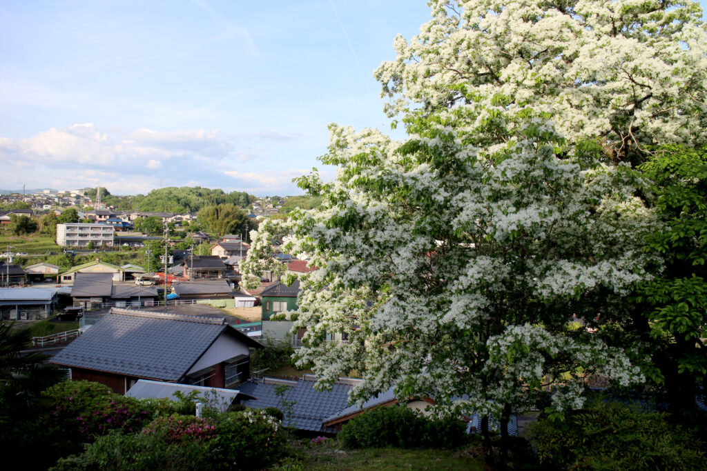 恵那ヒトツバタゴ