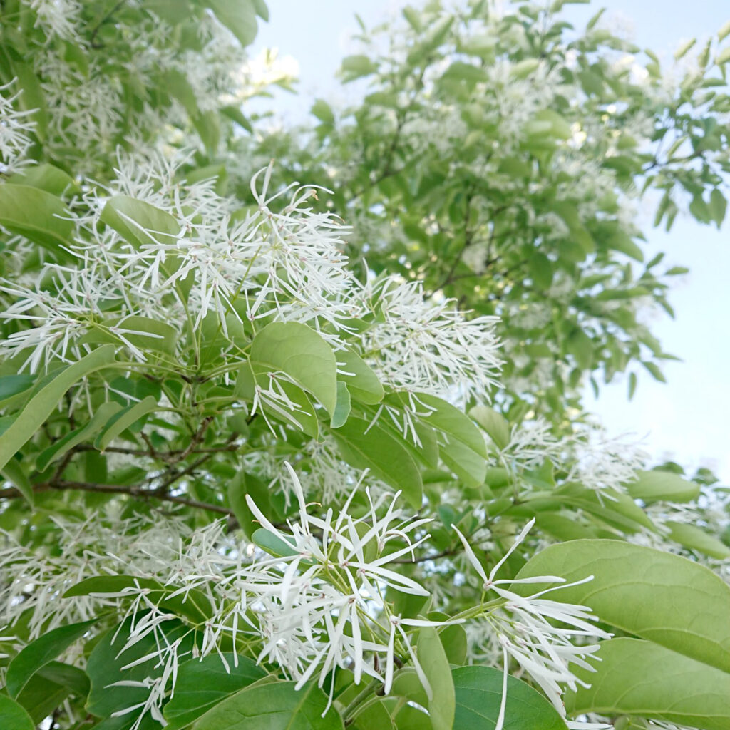ヒトツバタゴ　恵那駅前