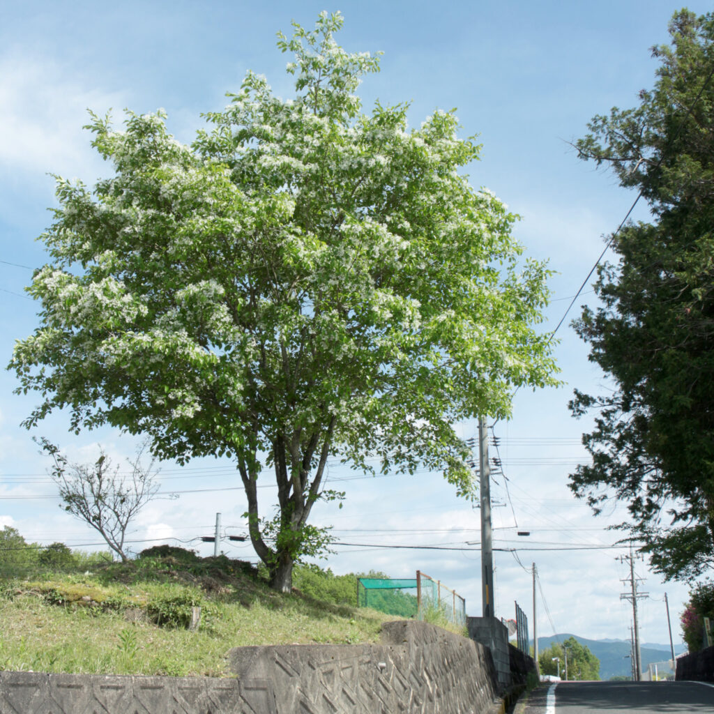 蛭川のヒトツバタゴ