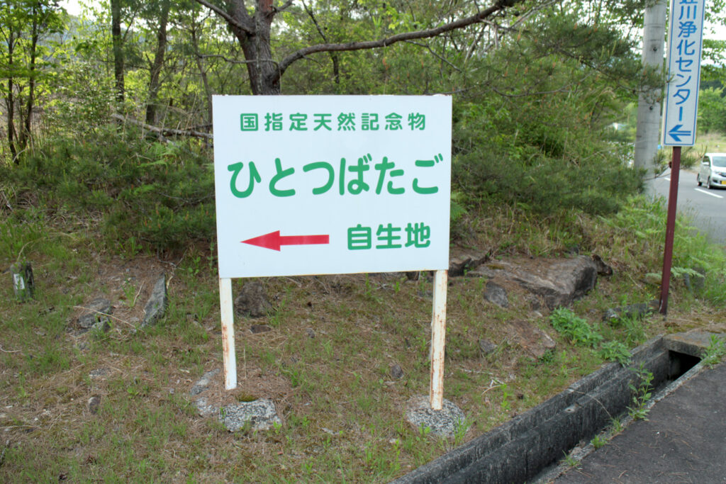 長瀞ヒトツバタゴ自生地
