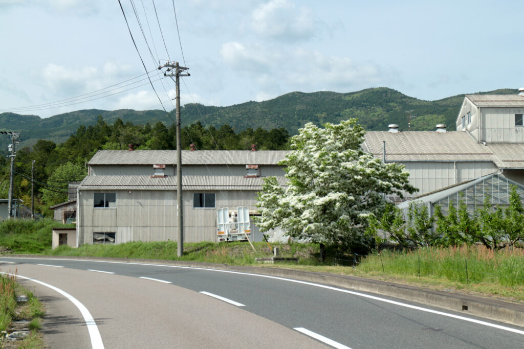 蛭川のヒトツバタゴ