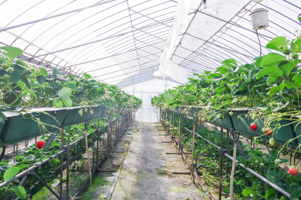 恵那中津川_いちご