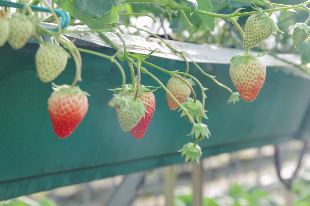 恵那中津川_いちご