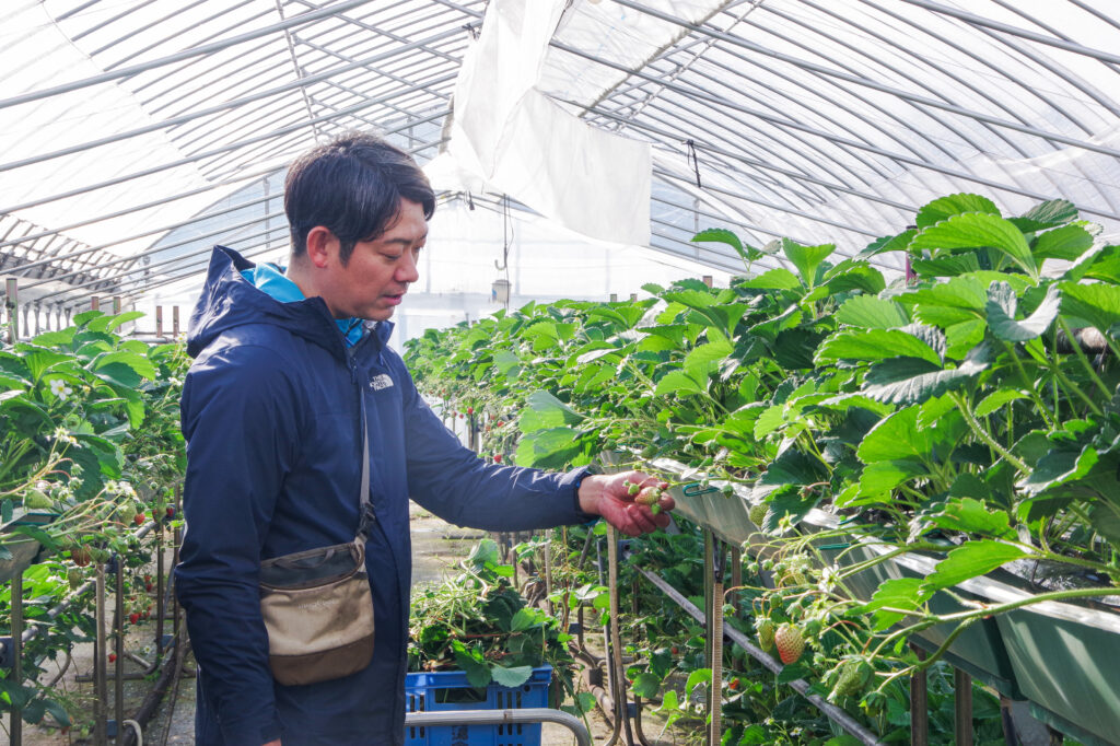 中津川フカミファーム_いちご