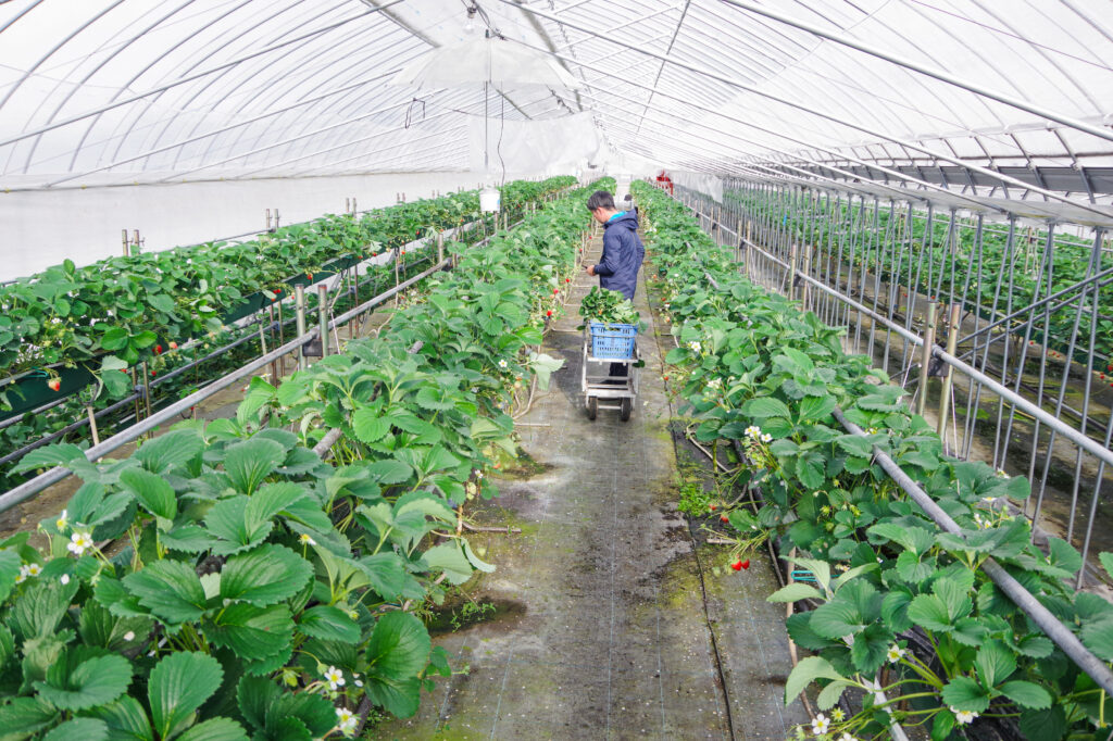 恵那中津川_いちご