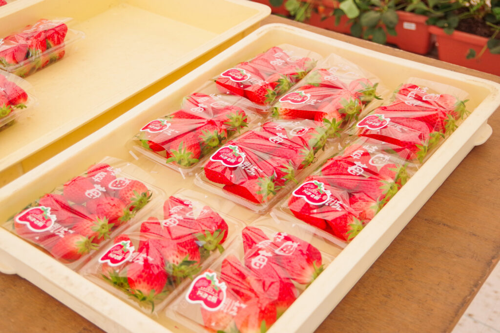 いちご狩り_恵那_阿部農園