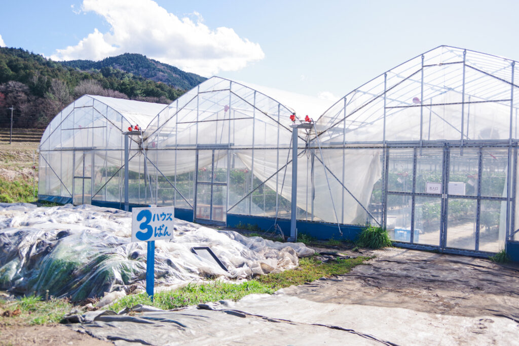 いちご狩り_恵那_阿部農園