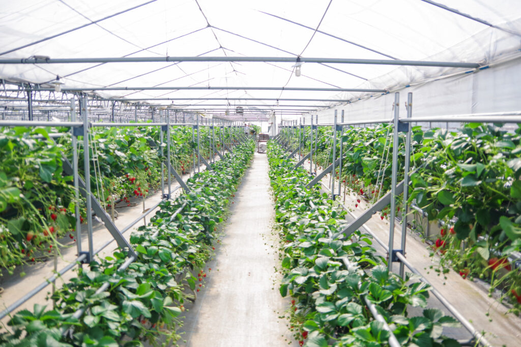 いちご狩り_恵那_阿部農園