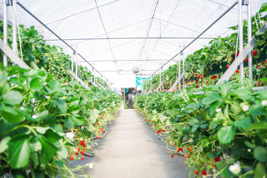 いちご狩り_恵那_阿部農園