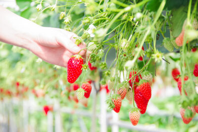 【体験レポ】甘くてジューシー！いちご狩りを恵那「阿部農園」で