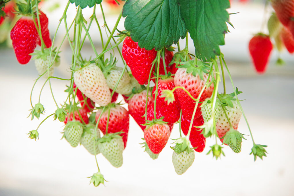 いちご狩り_恵那_阿部農園