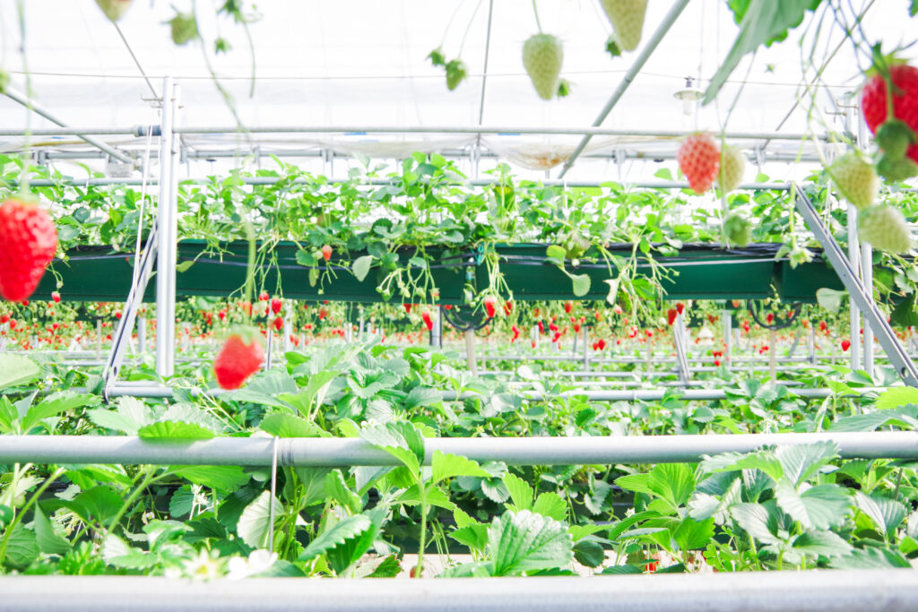 いちご狩り_恵那_阿部農園