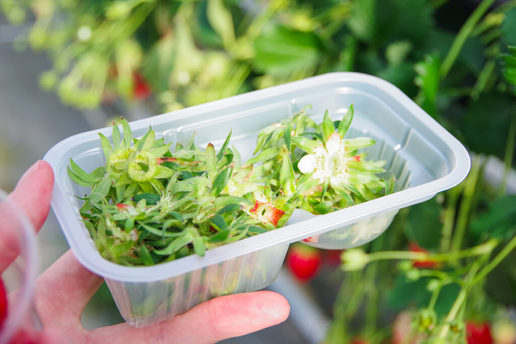 いちご狩り_恵那_阿部農園