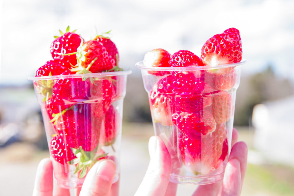 いちご狩り_恵那_阿部農園